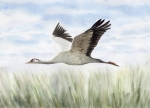 Postkarte DIN-A6 Kranich im Flug Ostsee Darß Zingst WA4